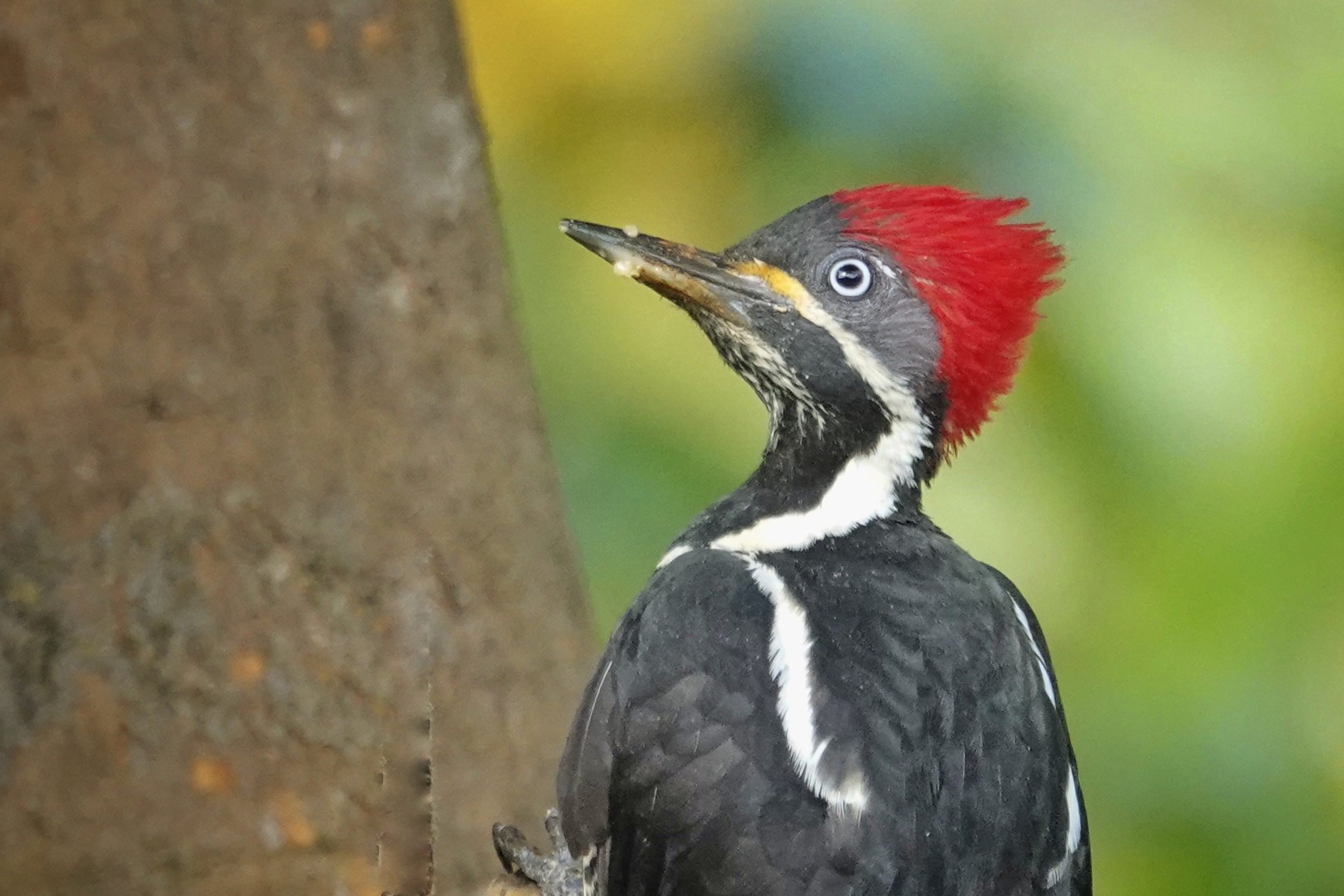 Pic en Colombie